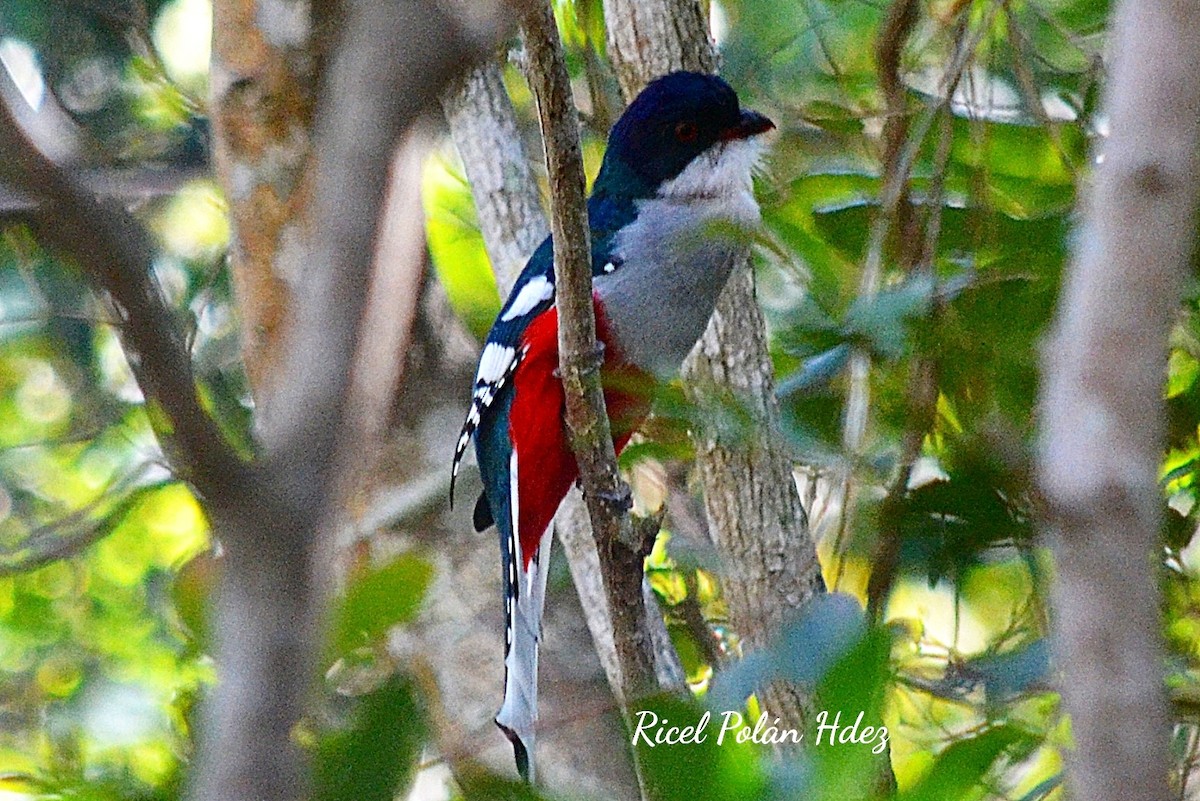 Cuban Trogon - ML623964829