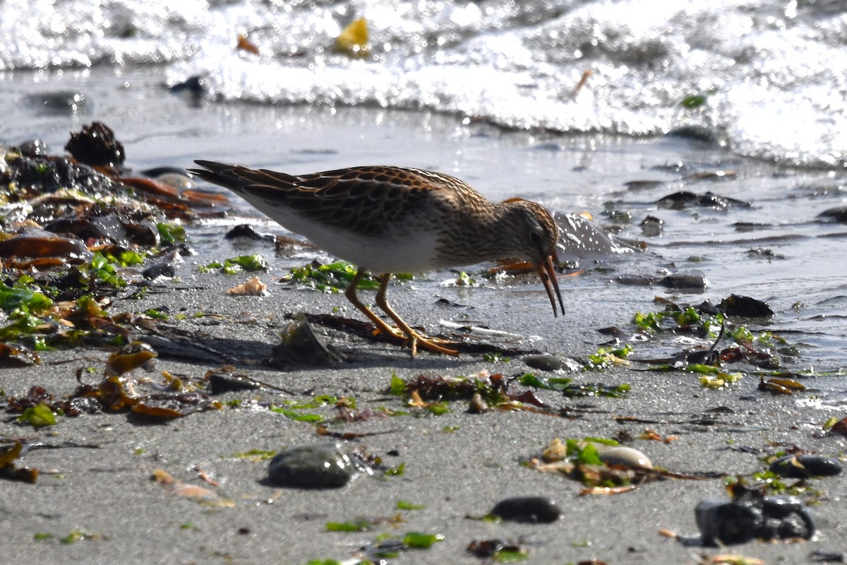 Pectoral Sandpiper - ML623964839