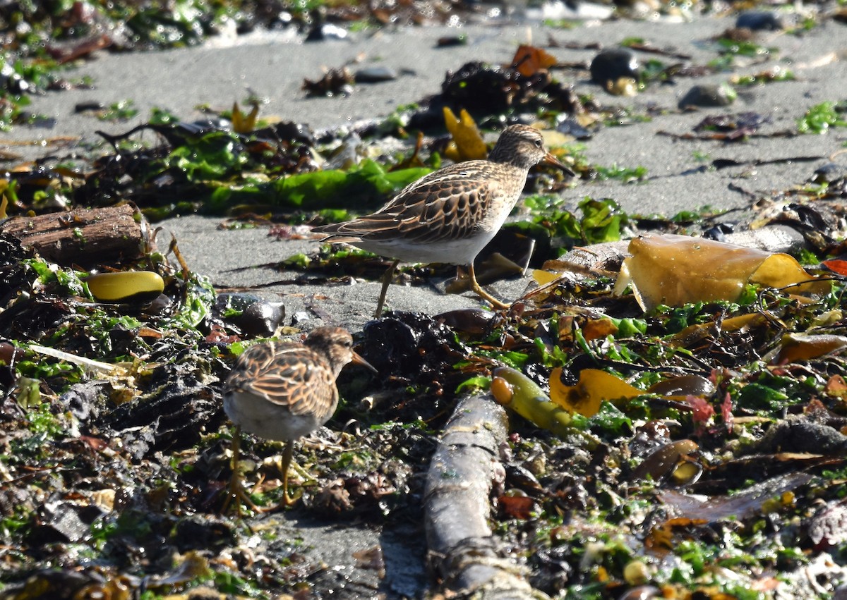 Pectoral Sandpiper - ML623964840