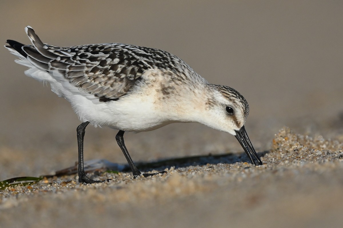 Sanderling - ML623964844