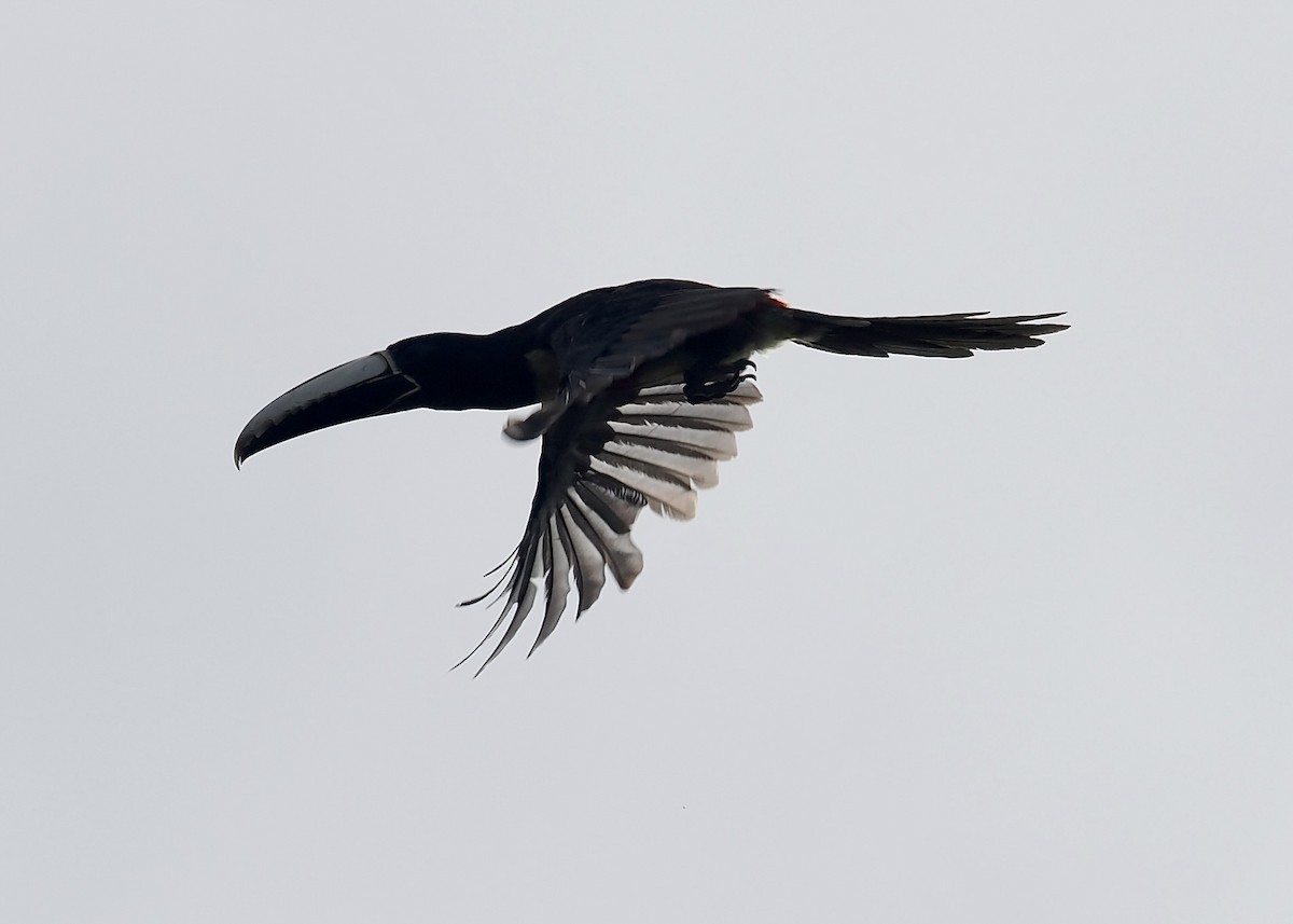 Black-necked Aracari - ML623964845