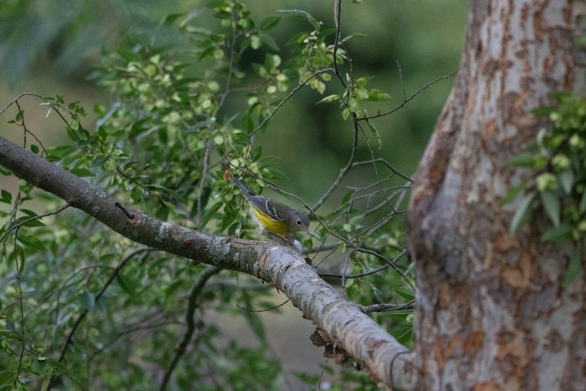 Magnolia Warbler - ML623964846