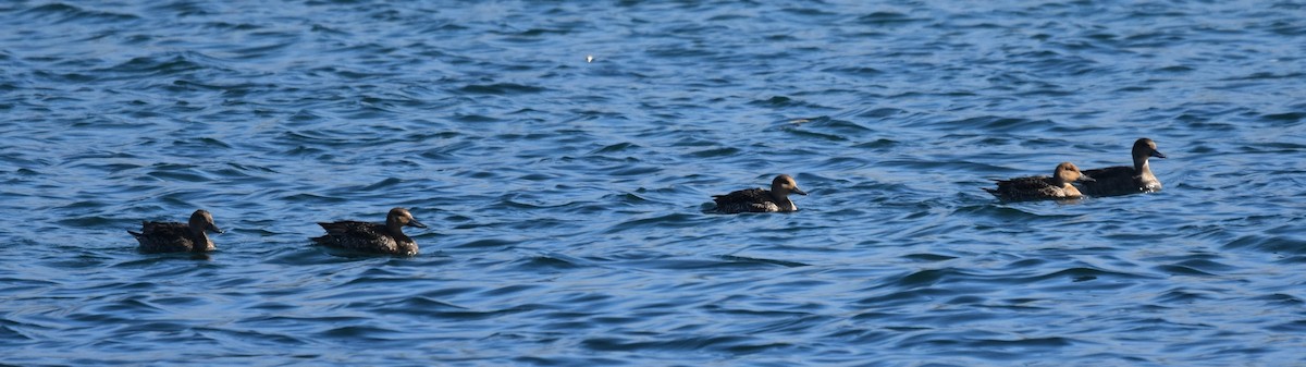 Northern Pintail - ML623964862