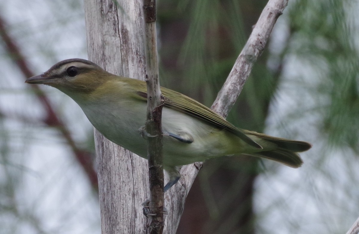 Black-whiskered Vireo - ML623964874