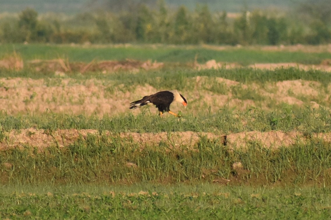 Crested Caracara (Northern) - Claire H