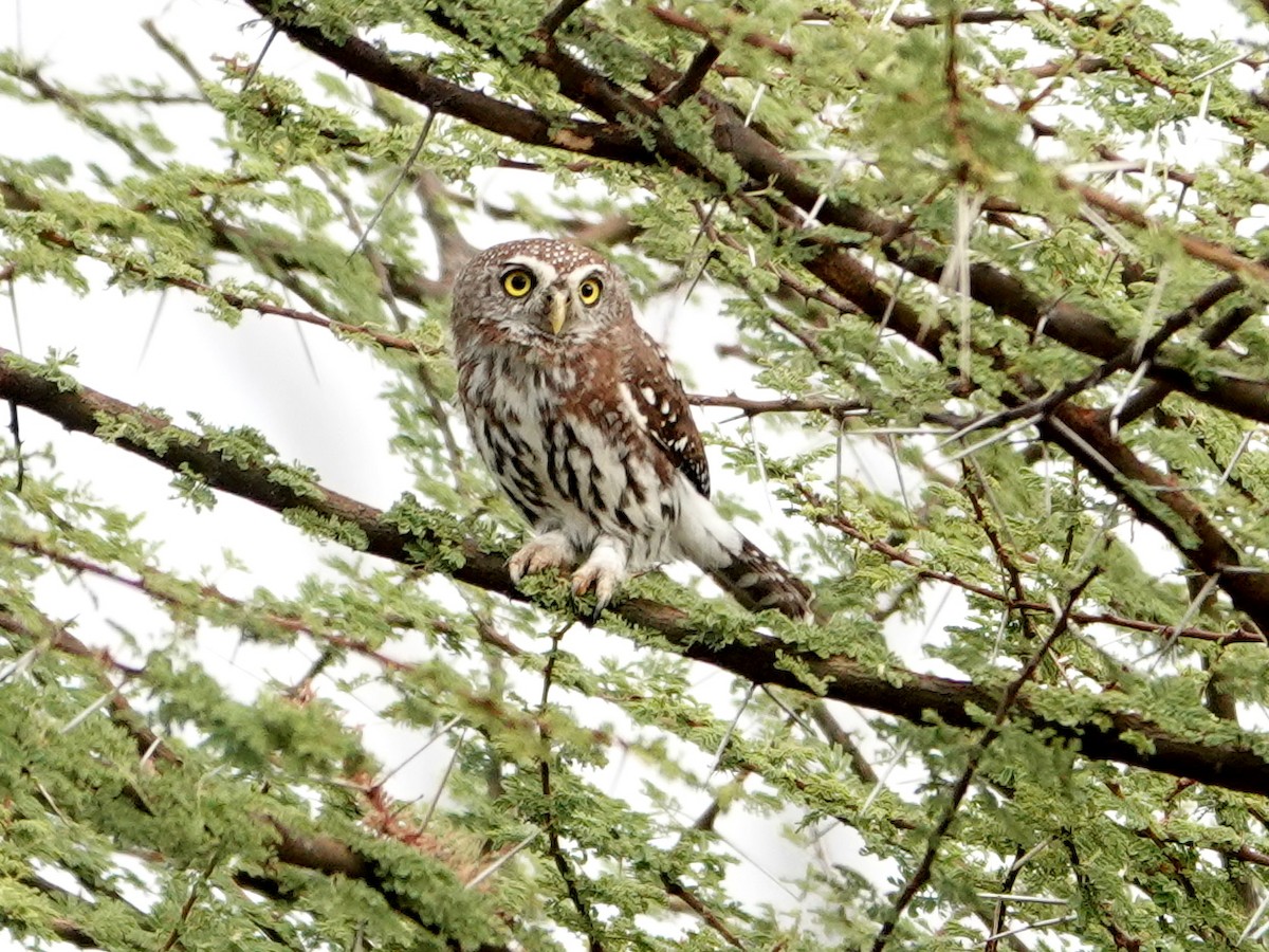 Pearl-spotted Owlet - Liz Soria