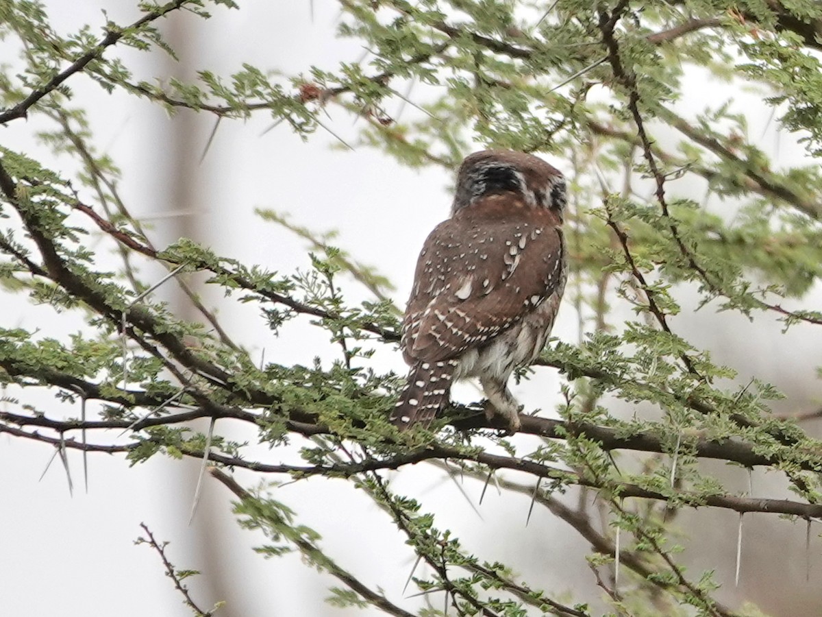 Pearl-spotted Owlet - Liz Soria