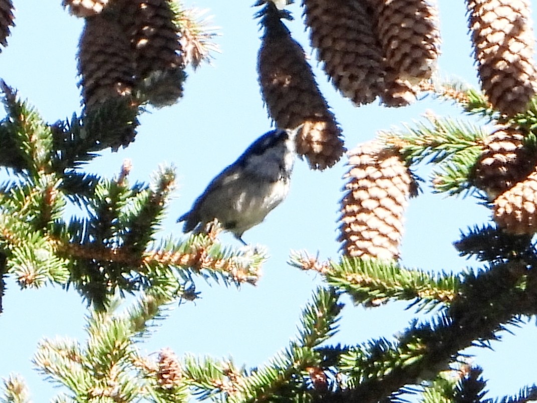 Mountain Chickadee - ML623964952