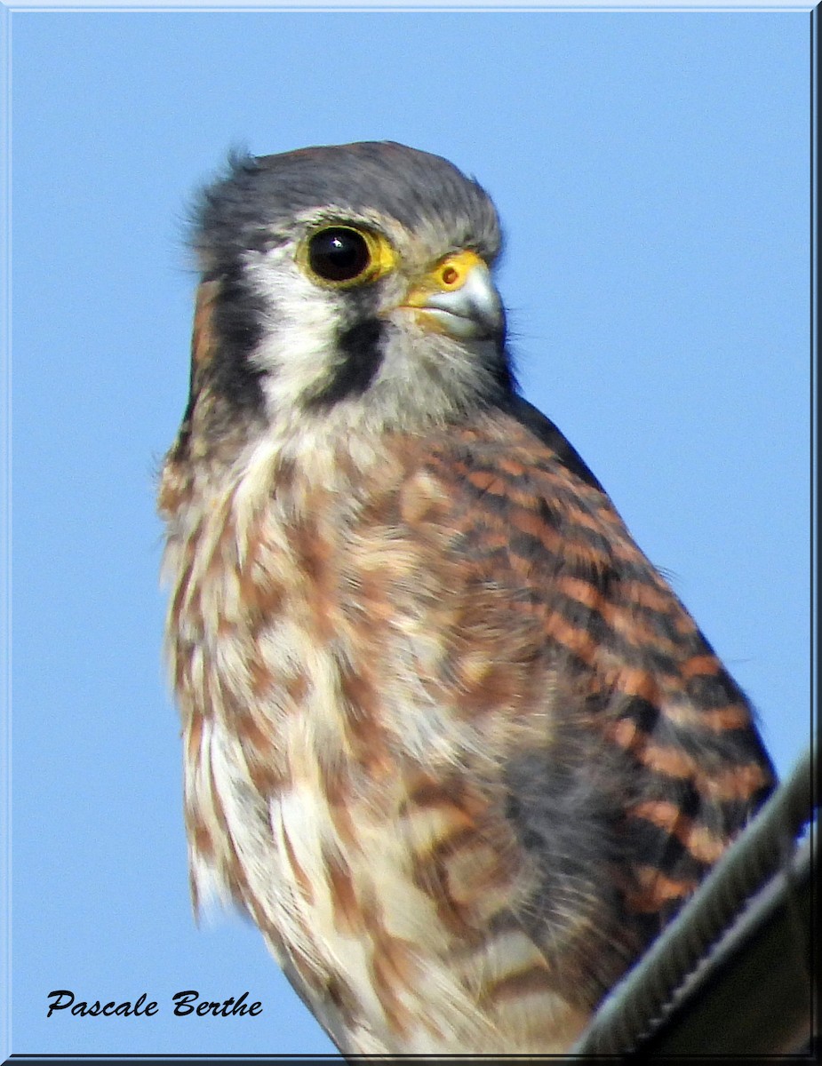 American Kestrel - Pascale Berthe