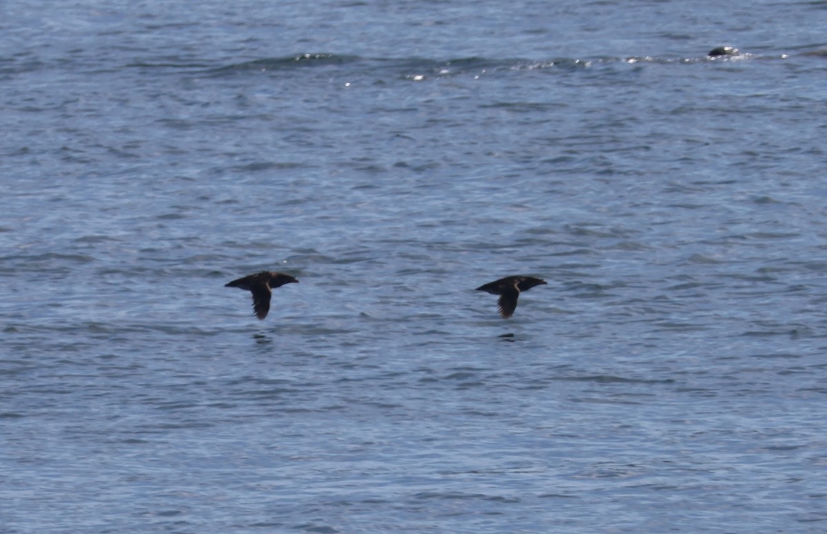 Rhinoceros Auklet - ML623964964