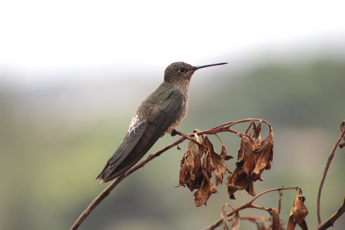 Giant Hummingbird - ML623965006