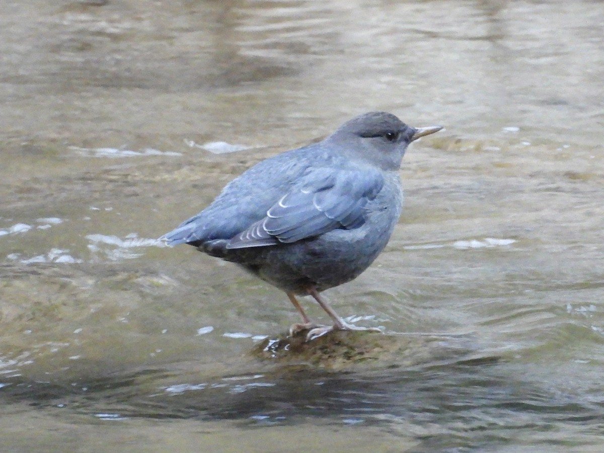 American Dipper - ML623965009