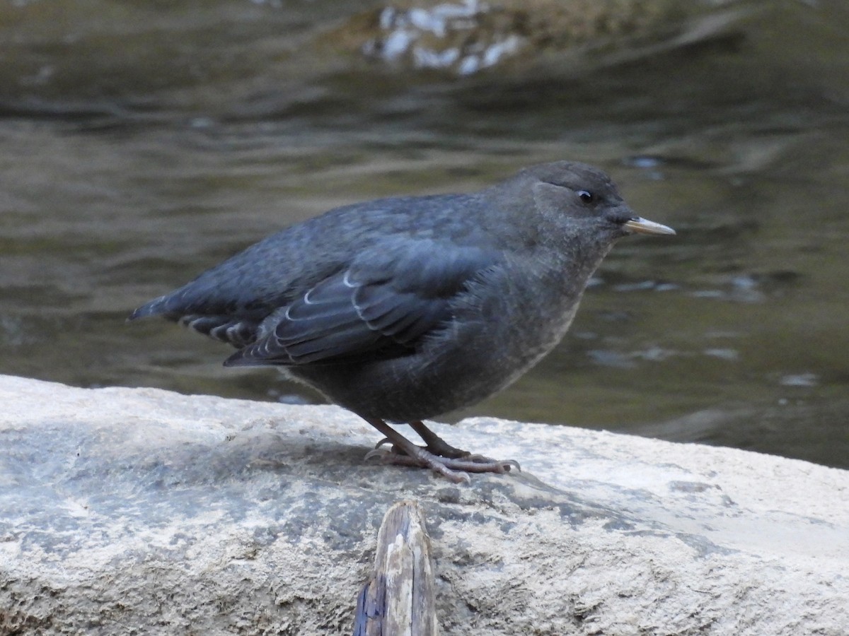 American Dipper - ML623965010
