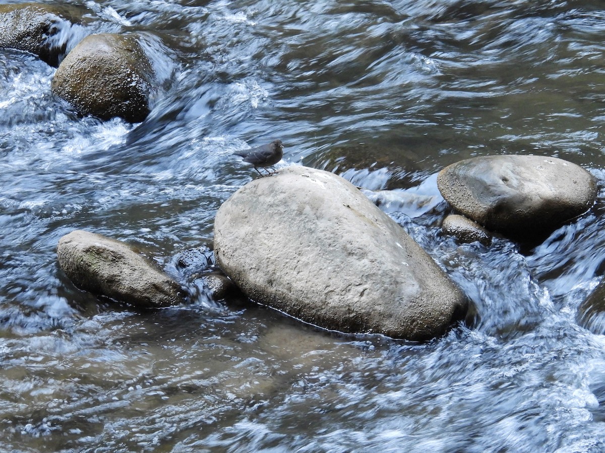 American Dipper - ML623965011