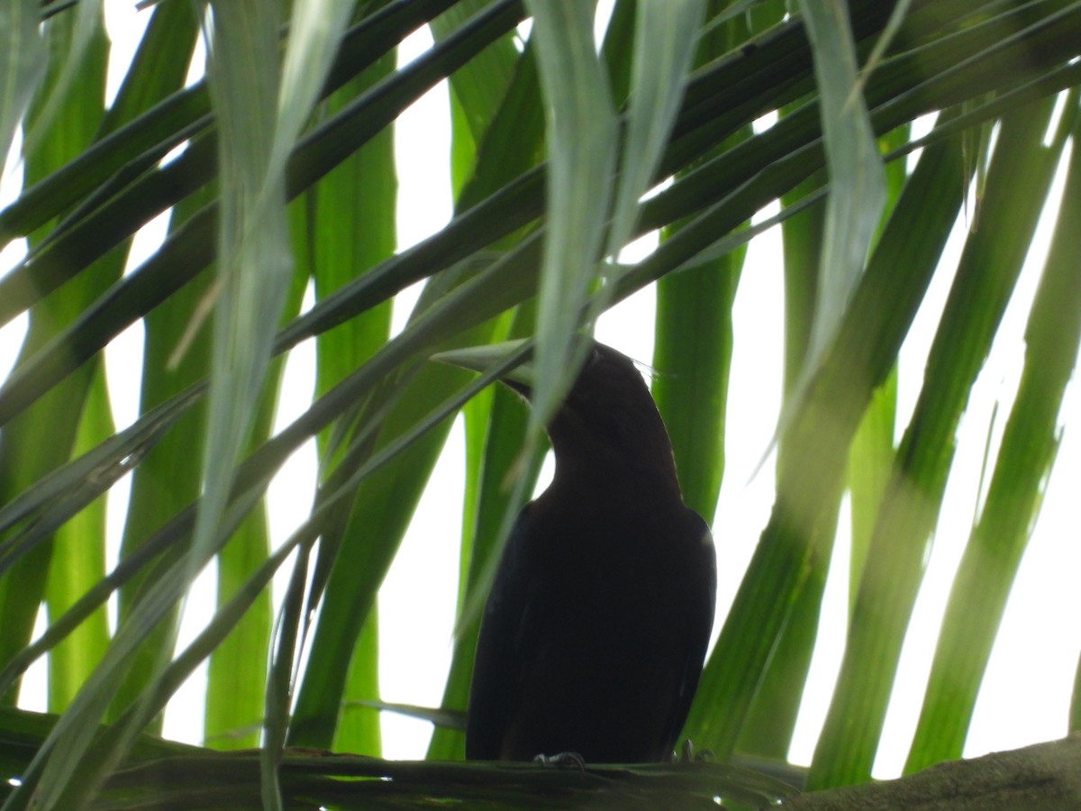 Chestnut-headed Oropendola - ML623965012