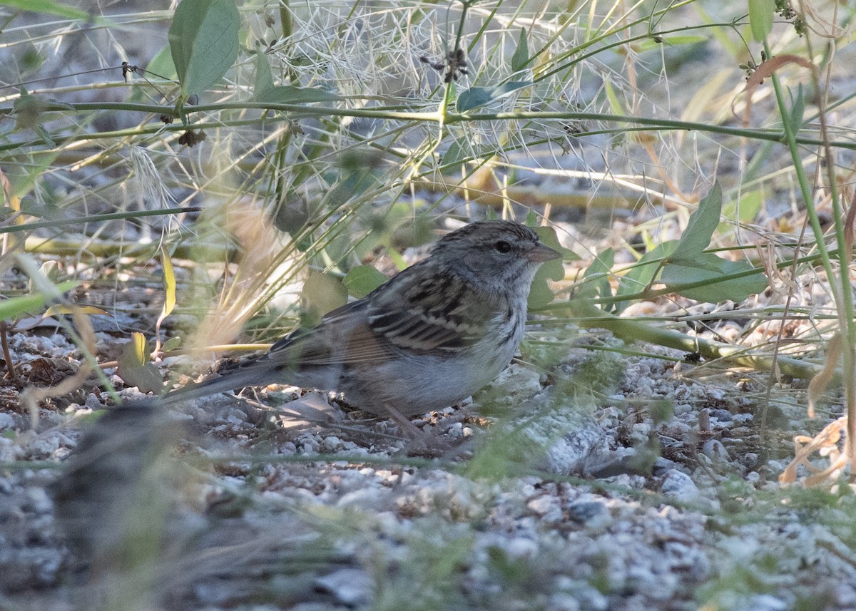 Chipping Sparrow - ML623965016