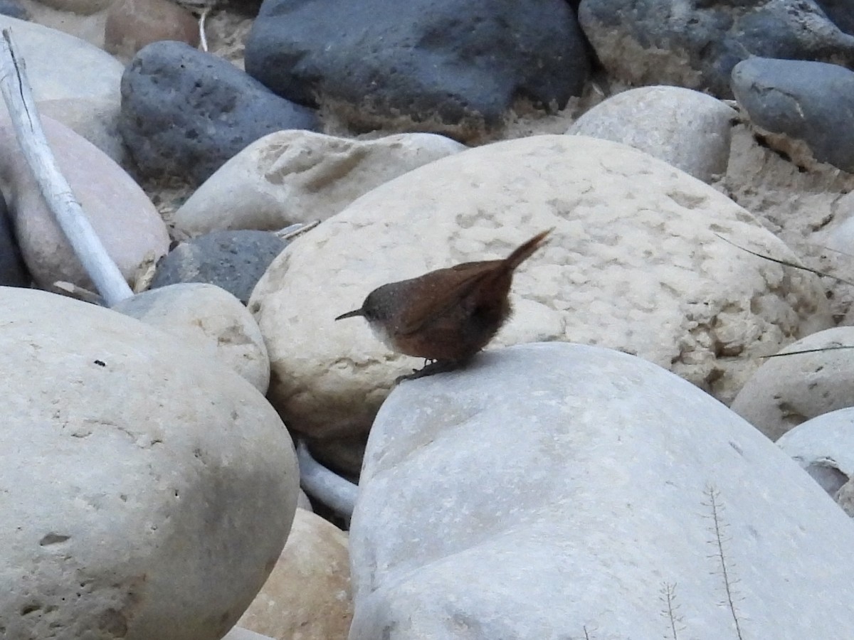 Canyon Wren - ML623965017