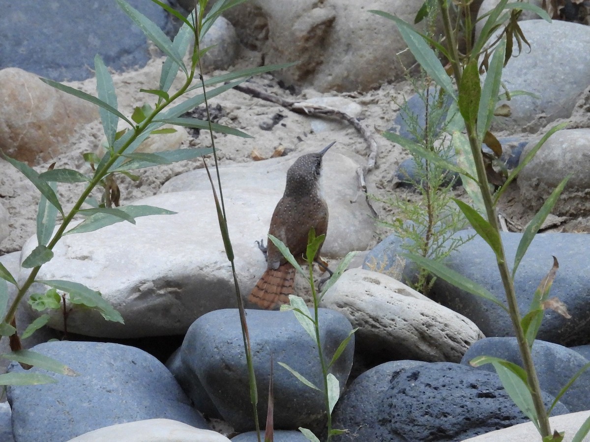 Canyon Wren - ML623965018