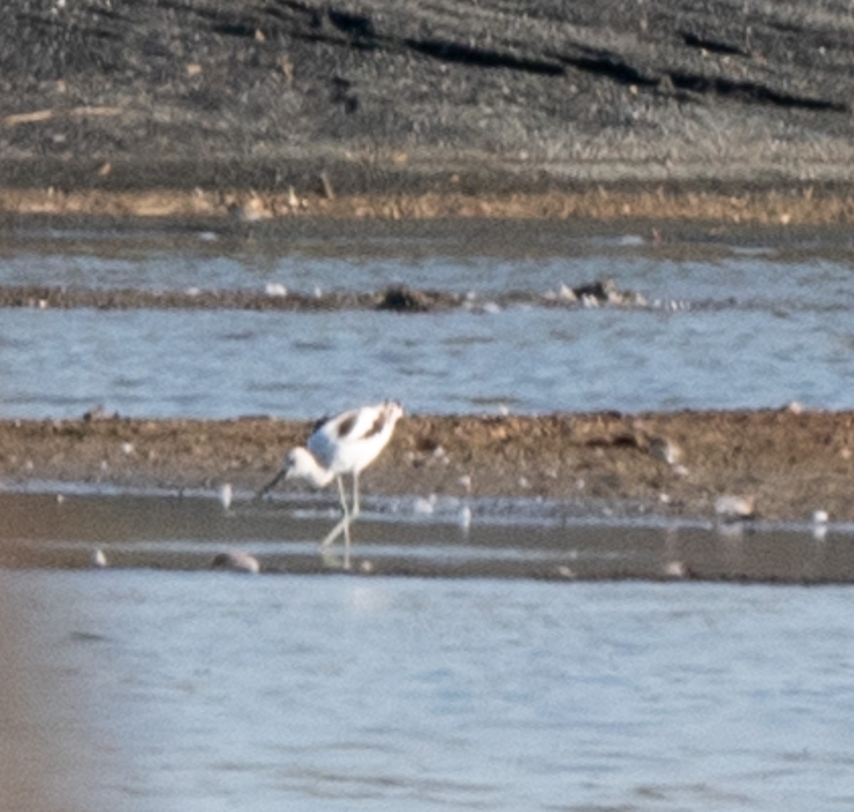 American Avocet - ML623965019