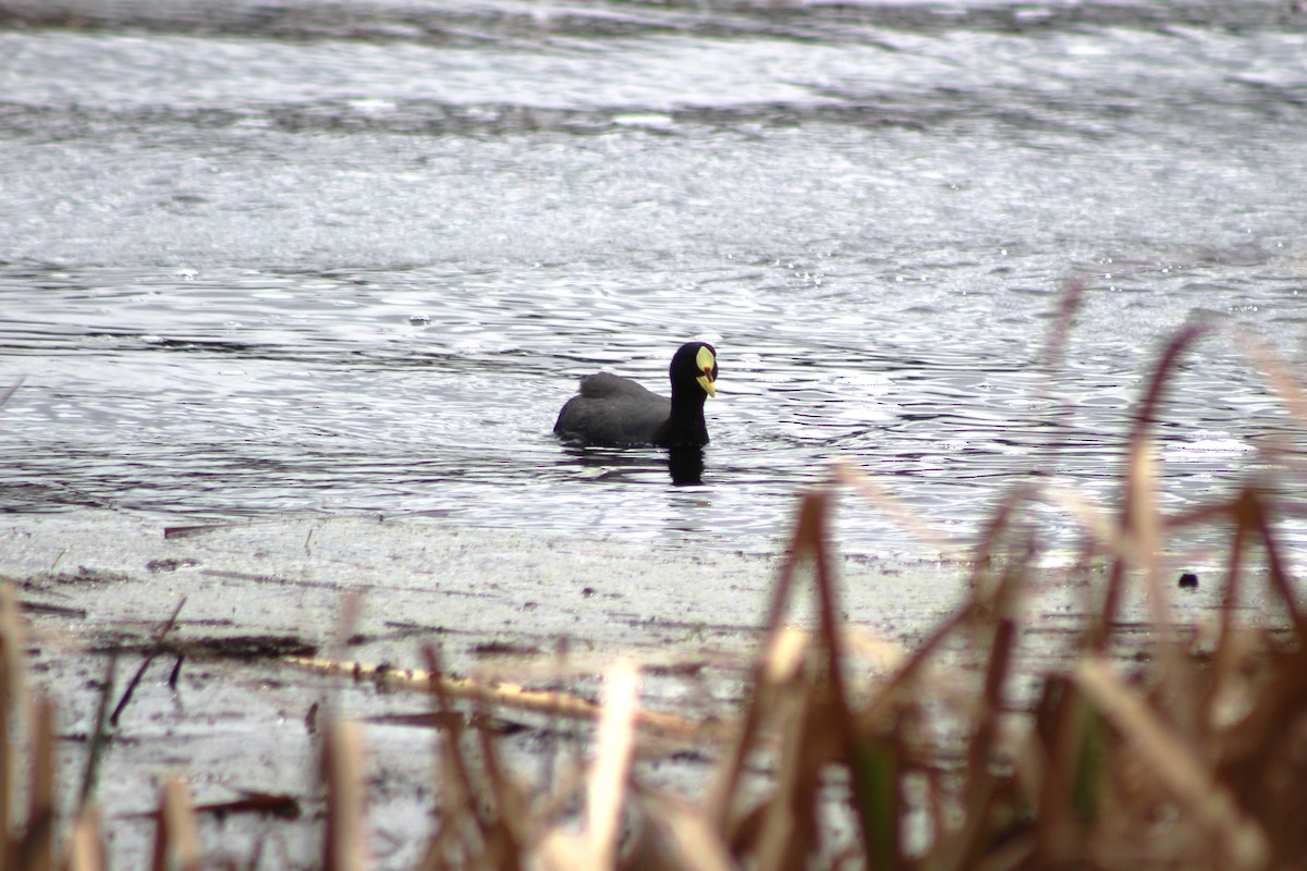 Red-gartered Coot - ML623965020