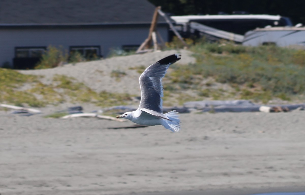 California Gull - ML623965022