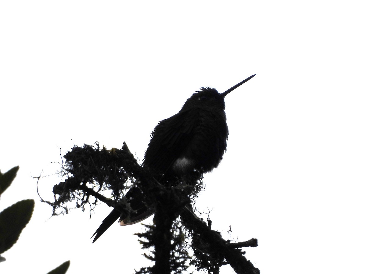 Black-thighed Puffleg - ML623965026