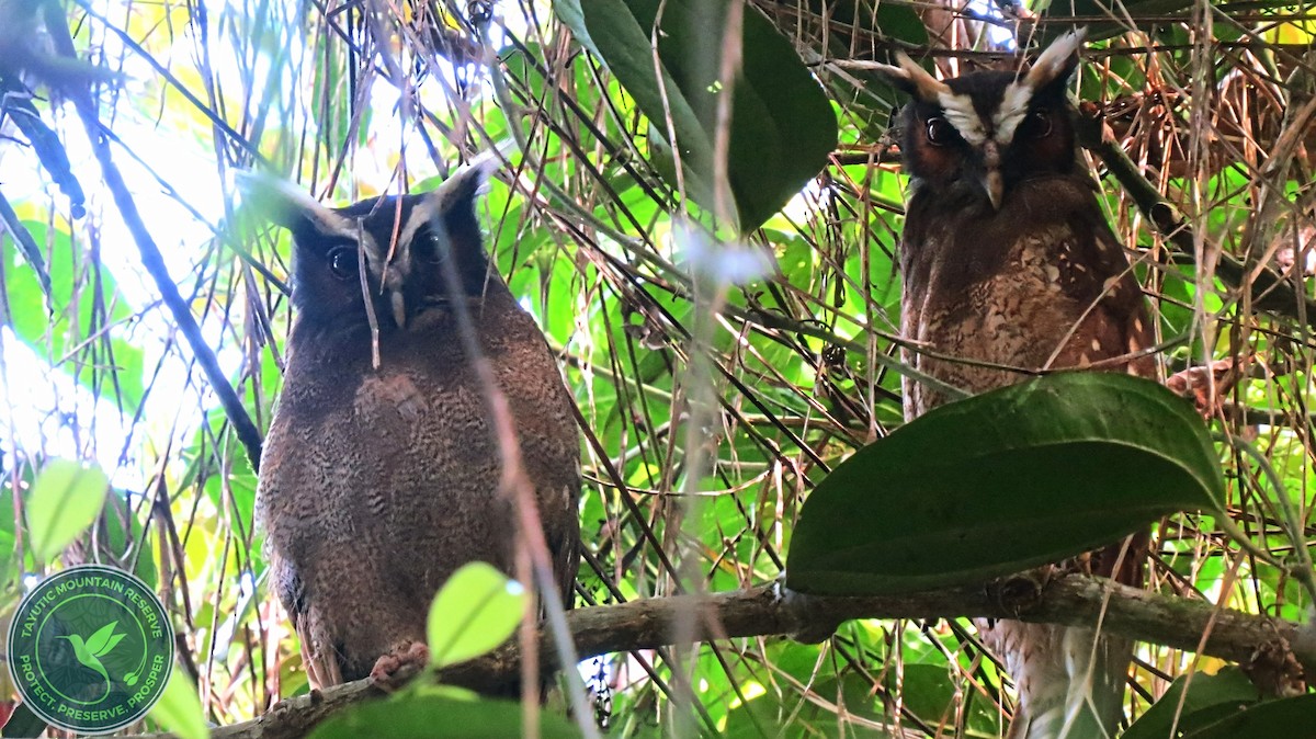 Crested Owl - Brayan Zúñiga