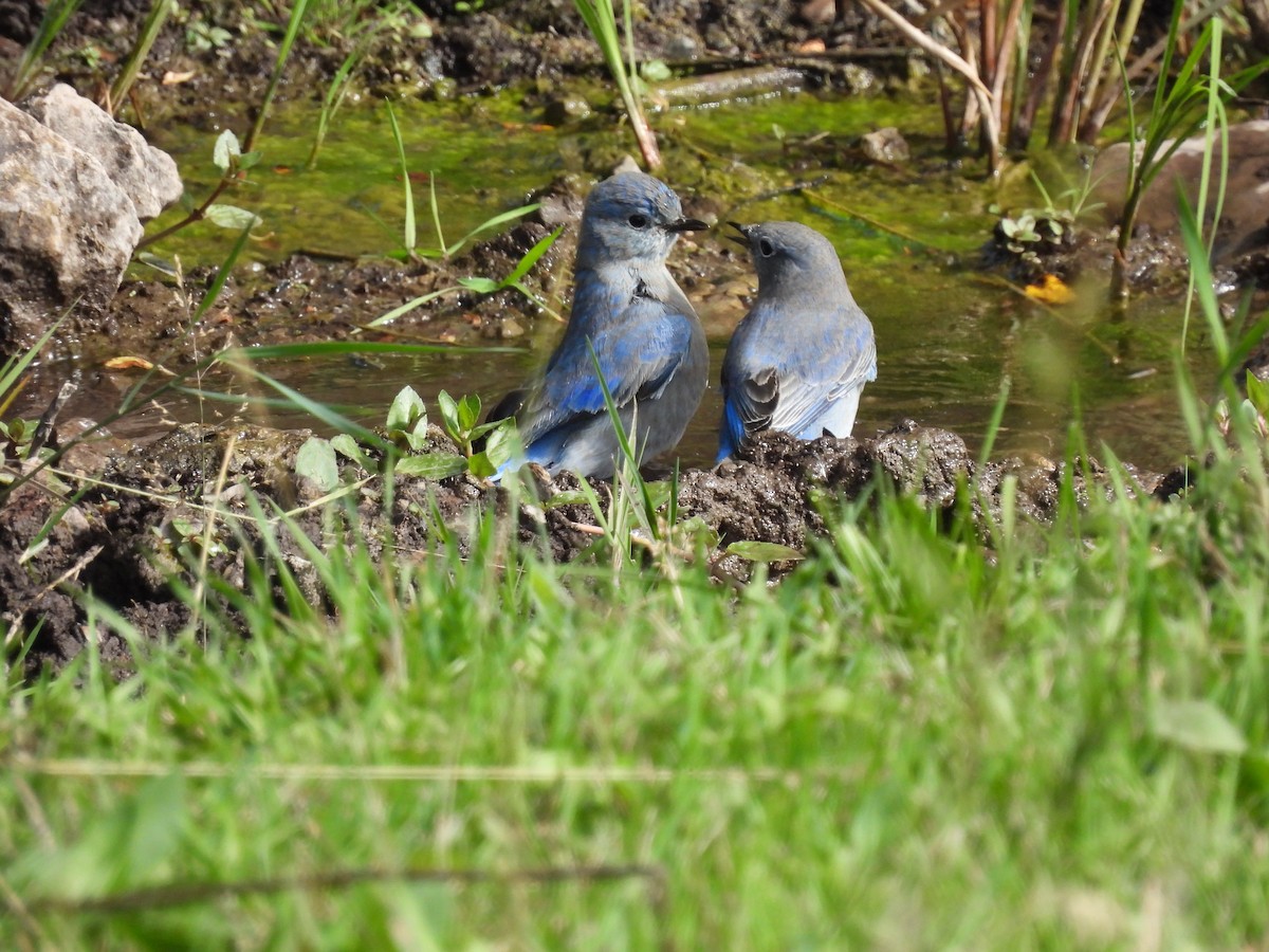 Mountain Bluebird - ML623965028