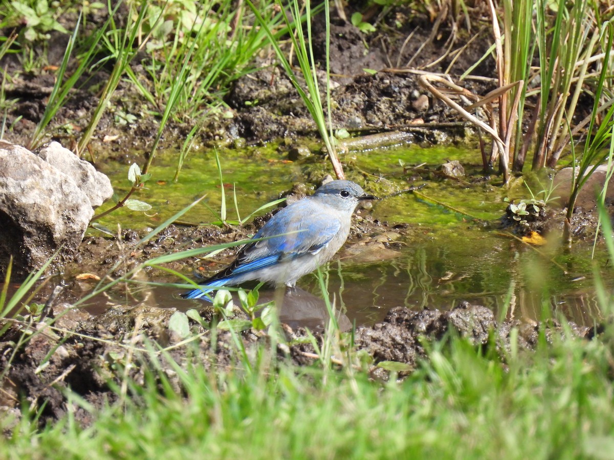 Mountain Bluebird - ML623965029