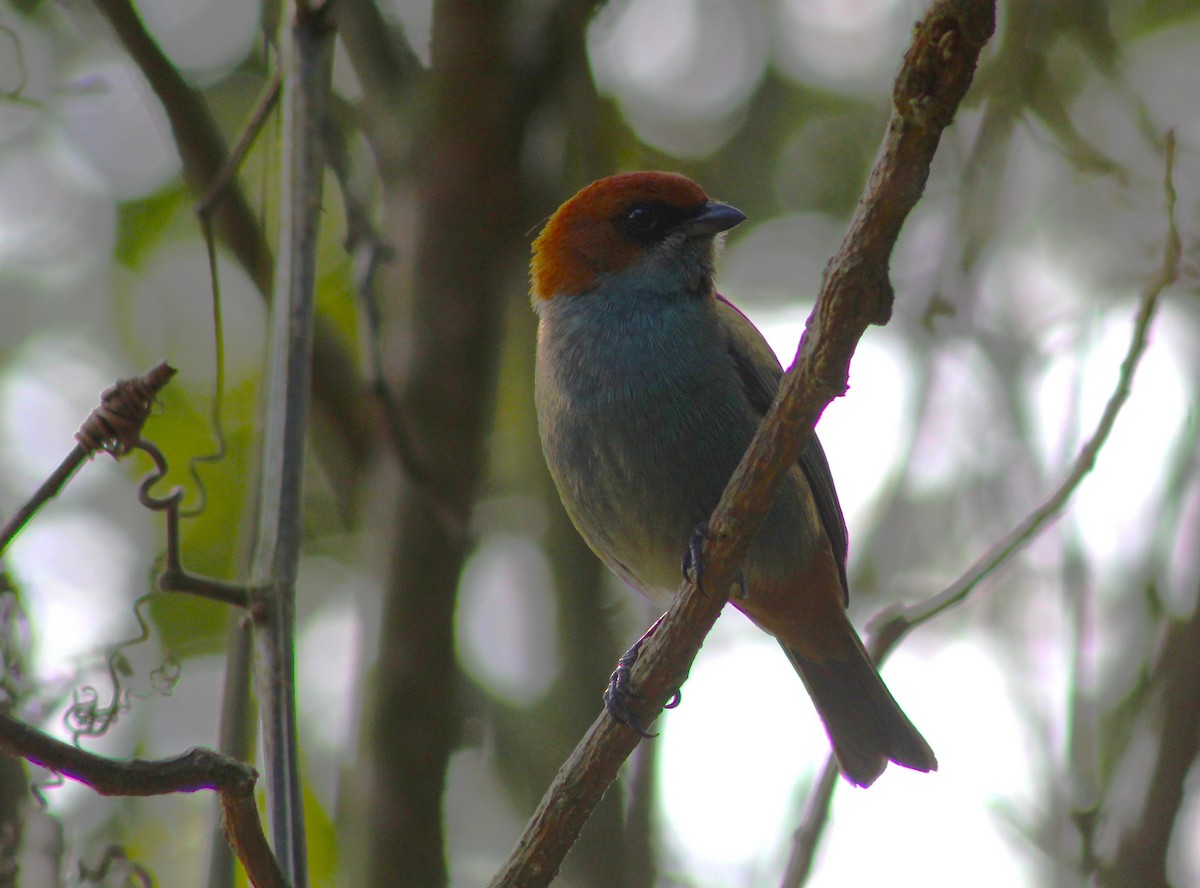 Black-backed Tanager - ML623965032