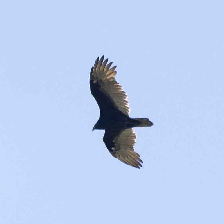 Turkey Vulture - Jim Tolbert