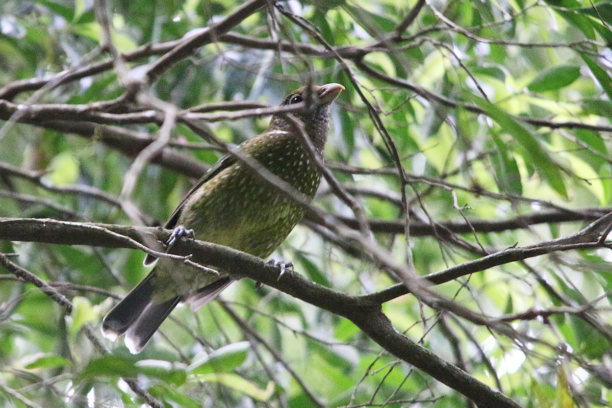 Green Catbird - ML623965034