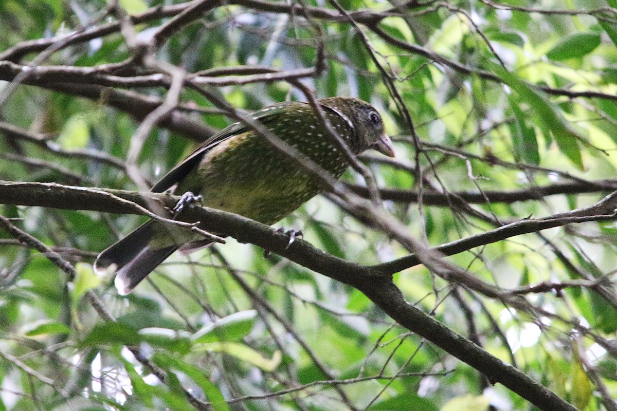 Green Catbird - ML623965035