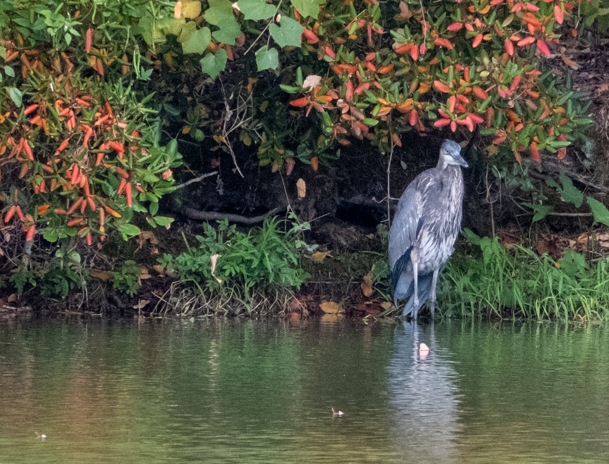 Great Blue Heron - ML623965038