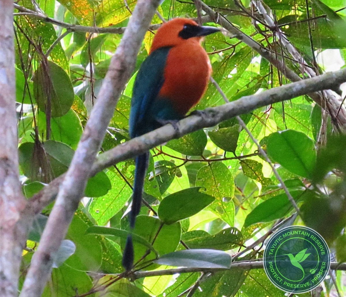 Rufous Motmot - ML623965041