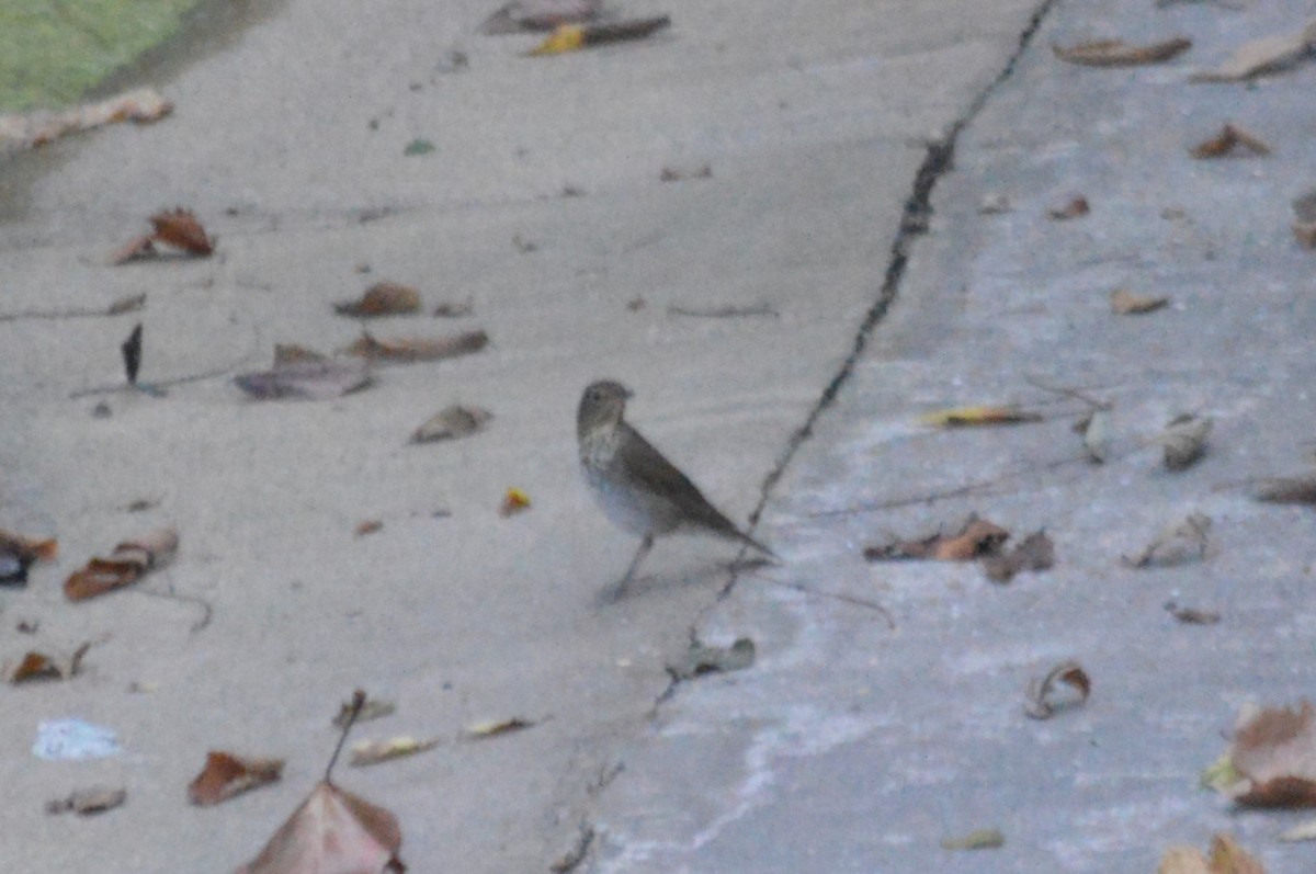 Swainson's Thrush - ML623965043