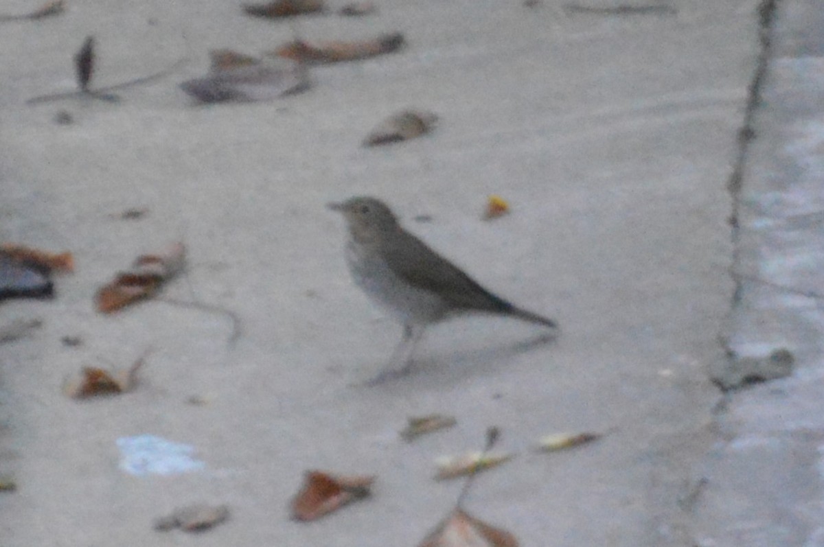 Swainson's Thrush - ML623965044