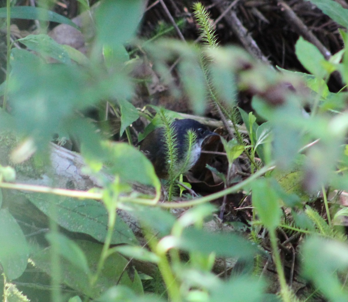 White-breasted Tapaculo - ML623965045