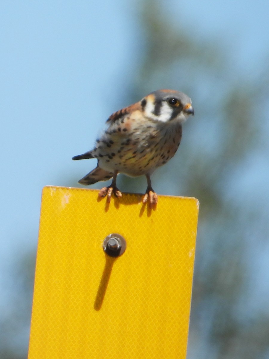 American Kestrel - ML623965048