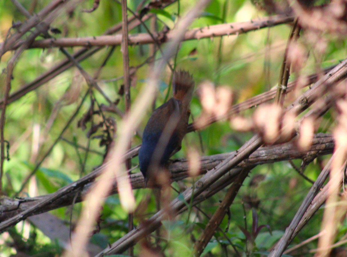 White-breasted Tapaculo - ML623965050