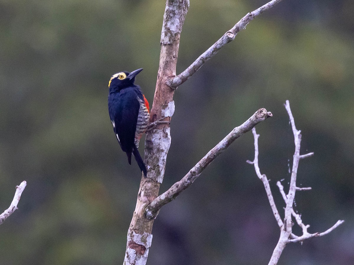 Yellow-tufted Woodpecker - ML623965071