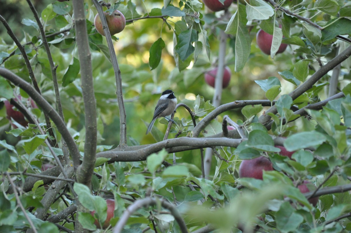 Black-capped Chickadee - ML623965074