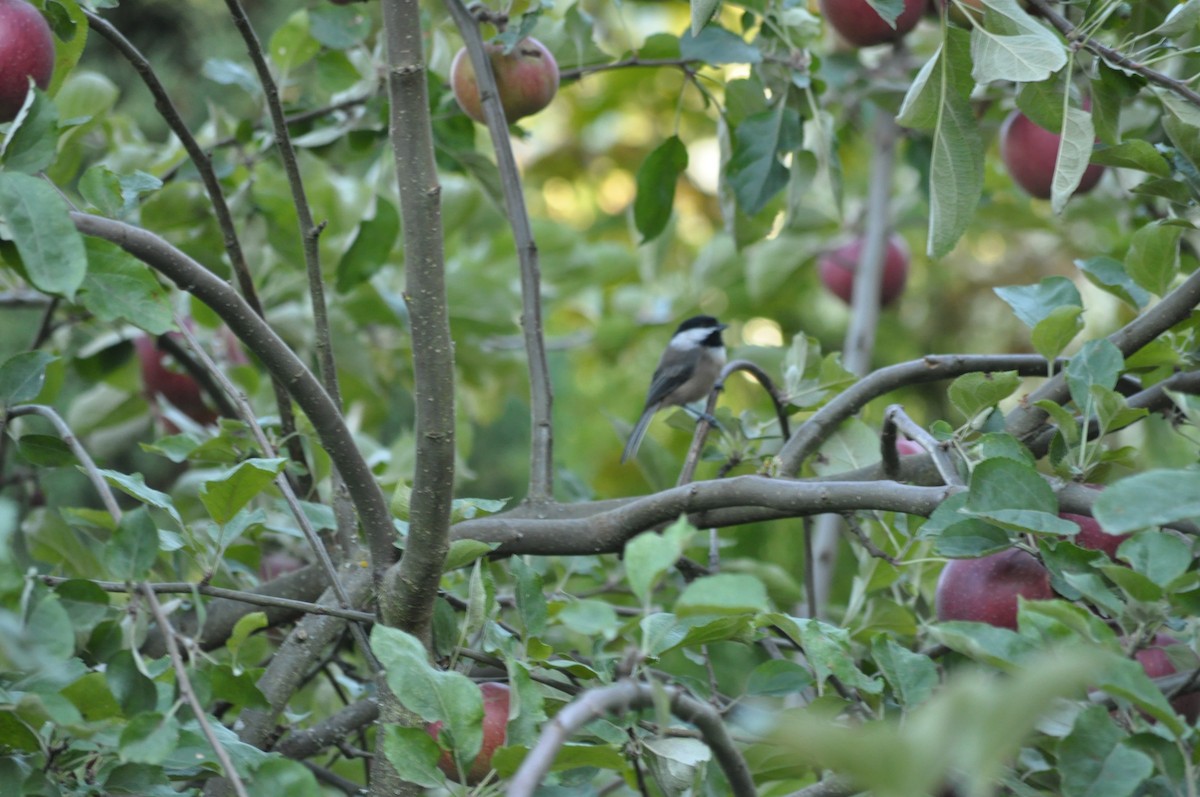 Black-capped Chickadee - ML623965076