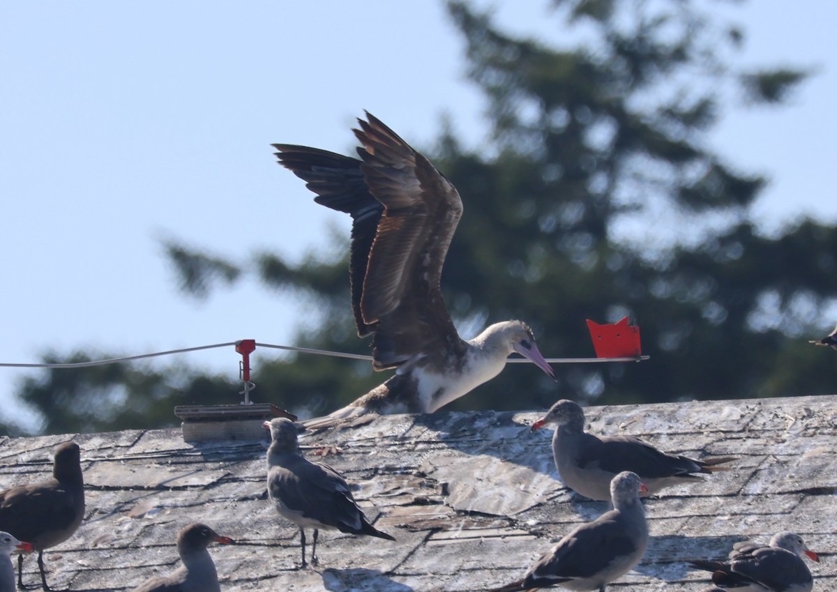 Red-footed Booby - ML623965077