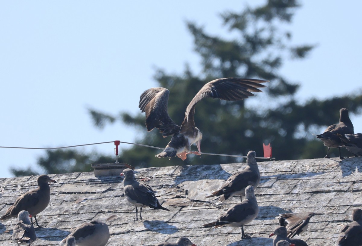 Red-footed Booby - ML623965080