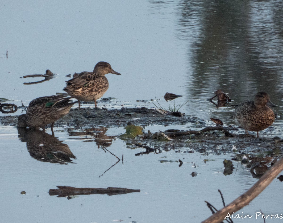 Green-winged Teal - ML623965082