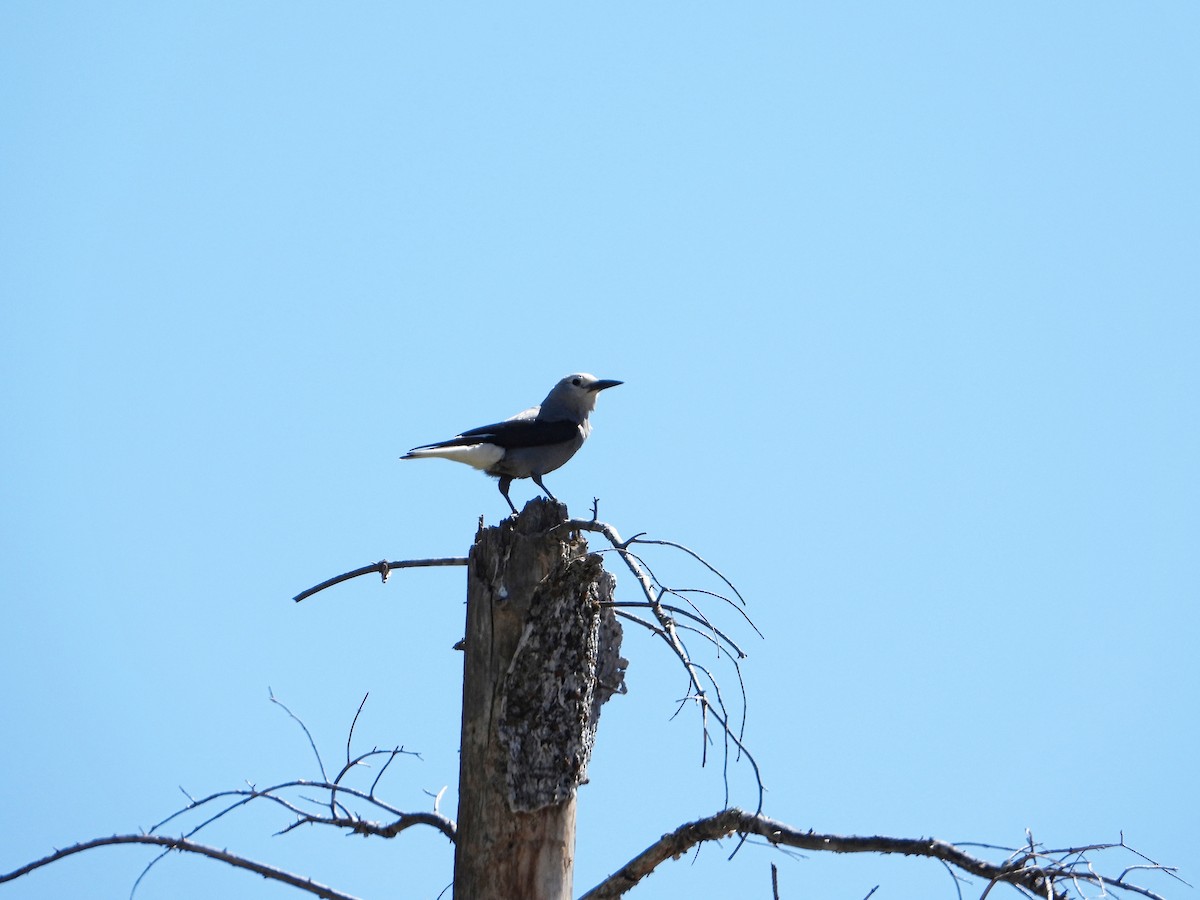 Clark's Nutcracker - ML623965083