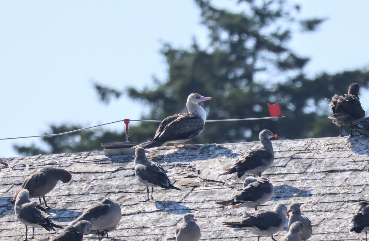 Red-footed Booby - ML623965085