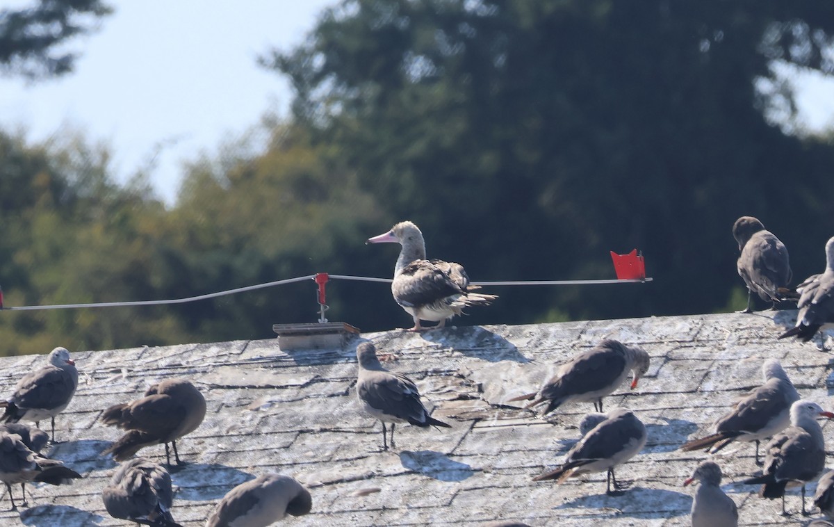 Red-footed Booby - ML623965091