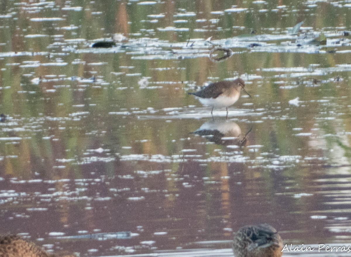 Solitary Sandpiper - ML623965099